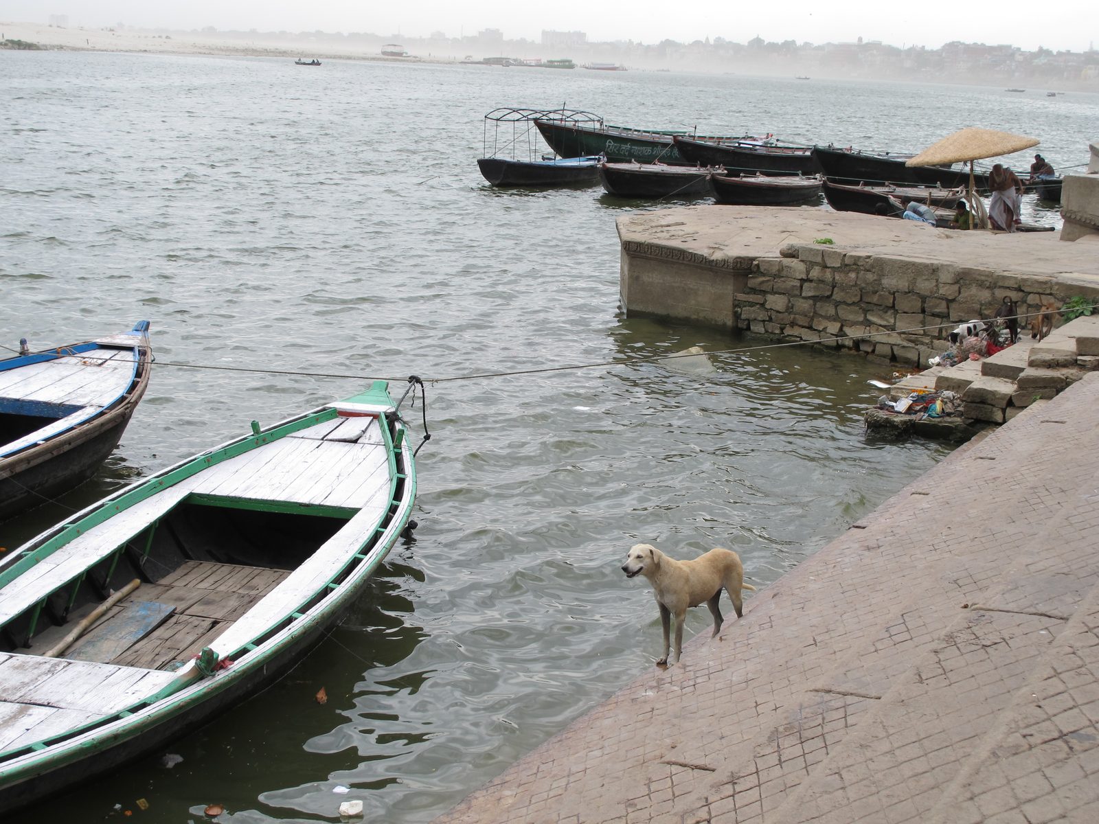 A wet dog on the steps of a ghat beside the Ganges